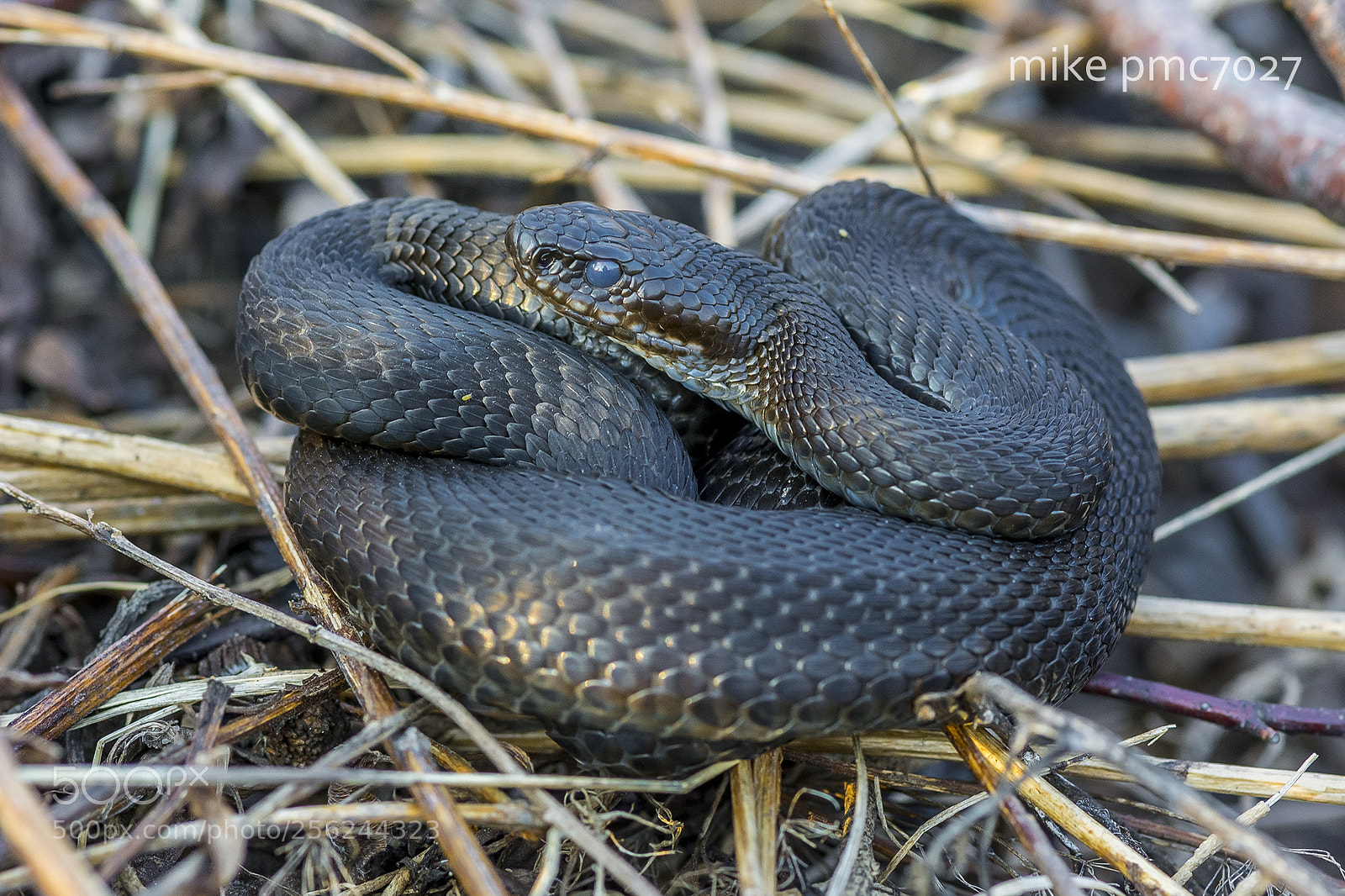Nikon D7100 sample photo. A viper photography