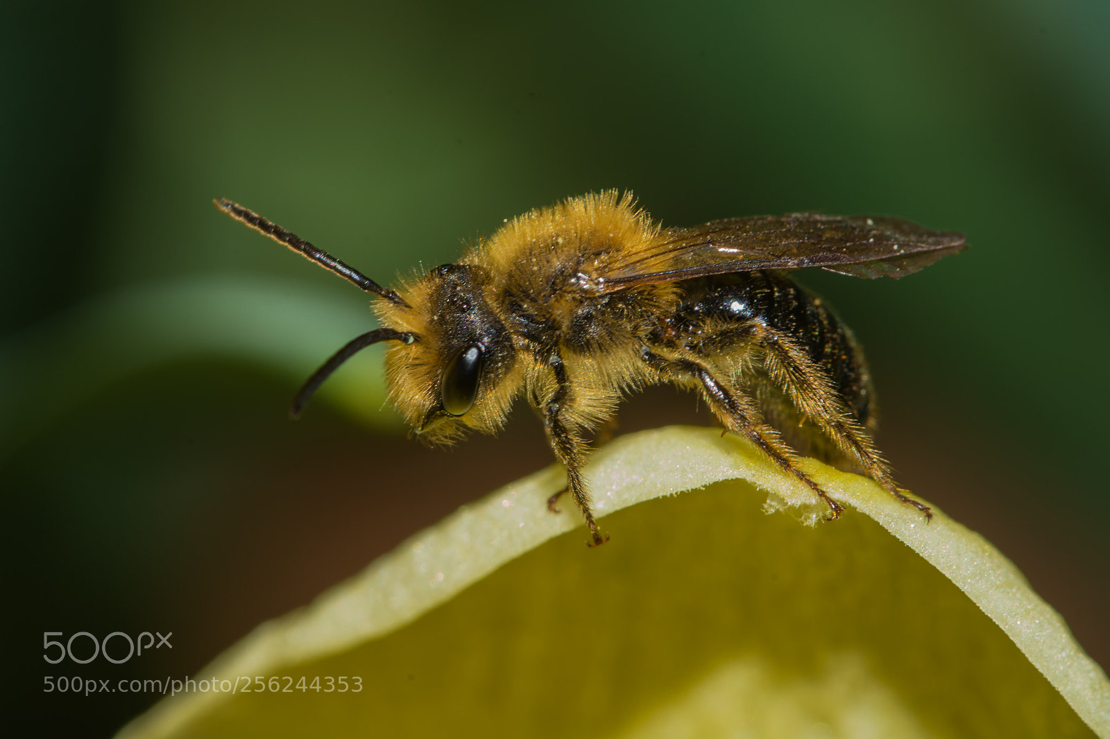 Nikon D7200 sample photo. Miner bee on a photography