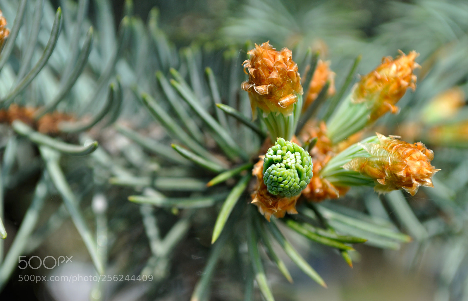 Nikon D5000 sample photo. Spring photography