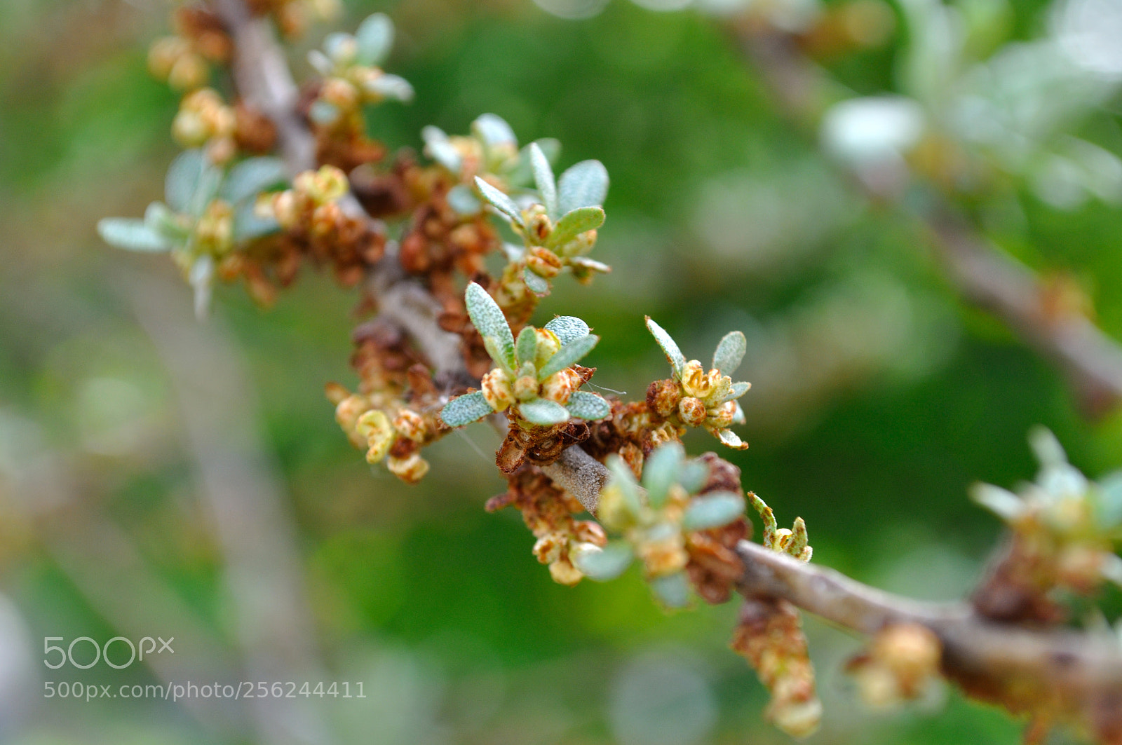 Nikon D5000 sample photo. Spring photography