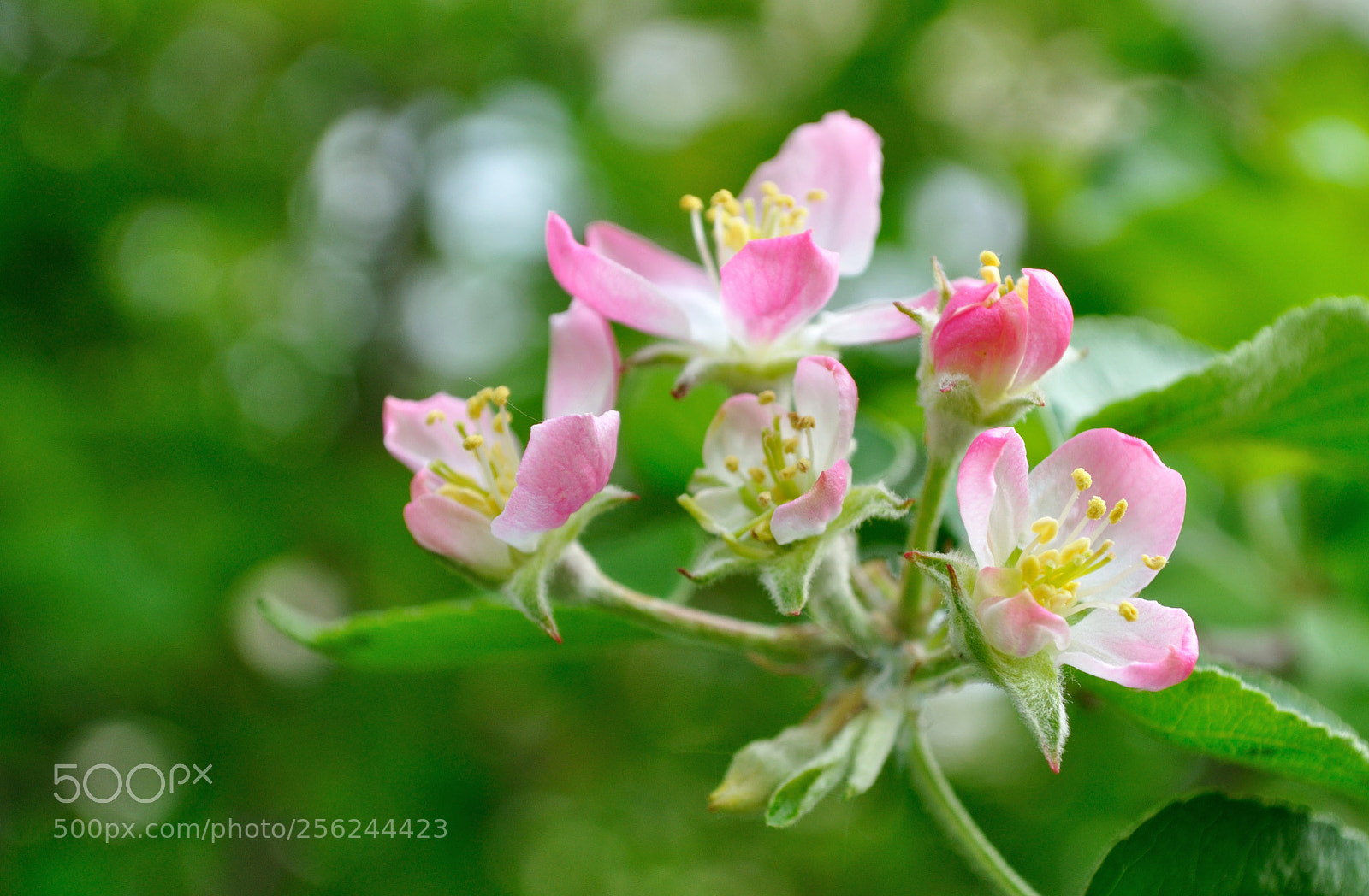 Nikon D5000 sample photo. Spring photography