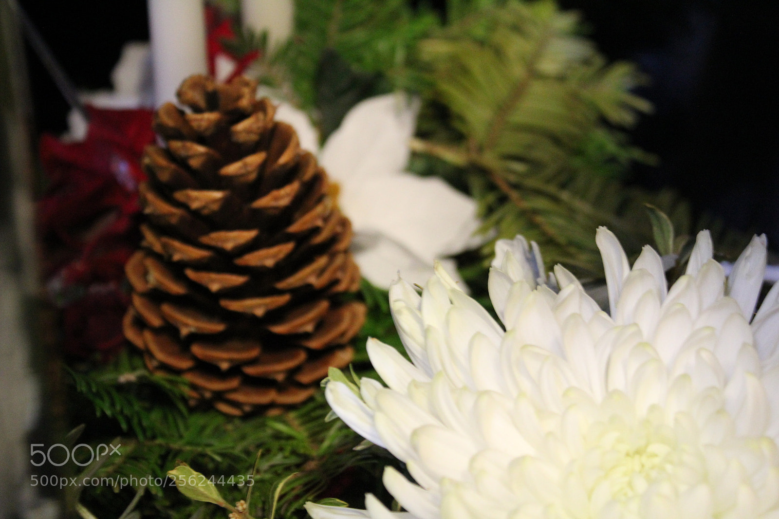 Canon EOS 1300D (EOS Rebel T6 / EOS Kiss X80) sample photo. Pinecone photography