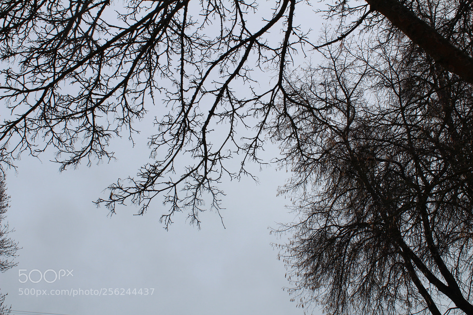 Canon EOS 1300D (EOS Rebel T6 / EOS Kiss X80) sample photo. Trees and the skyine photography