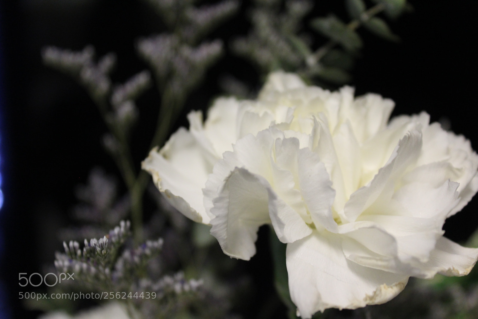 Canon EOS 1200D (EOS Rebel T5 / EOS Kiss X70 / EOS Hi) sample photo. Snow white photography
