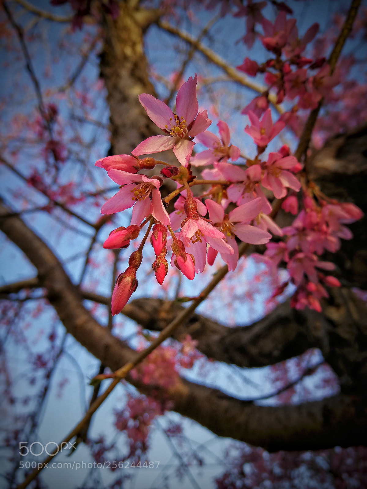 HUAWEI Mate 9 sample photo. Untitled photography