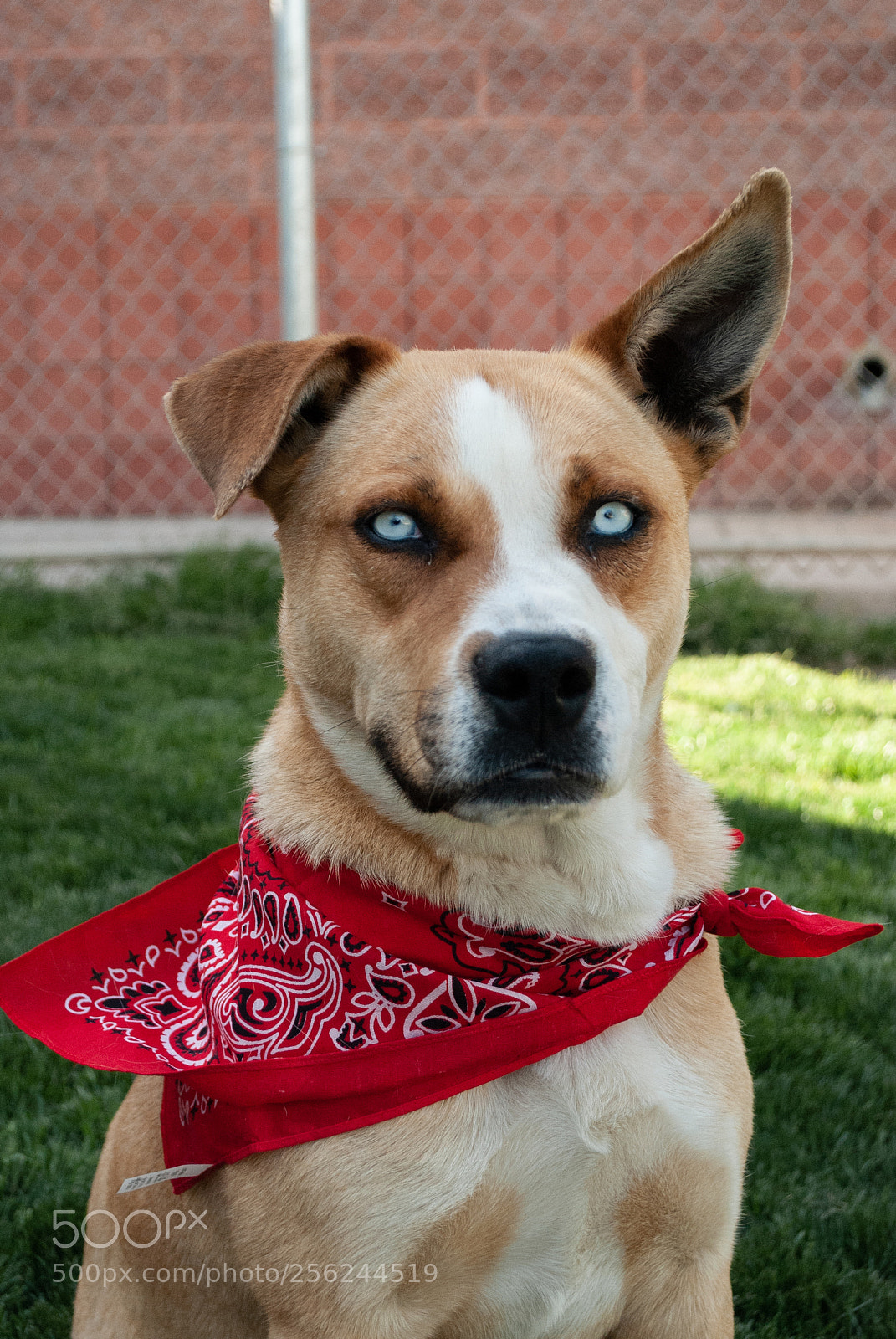Nikon D60 sample photo. Simba photography