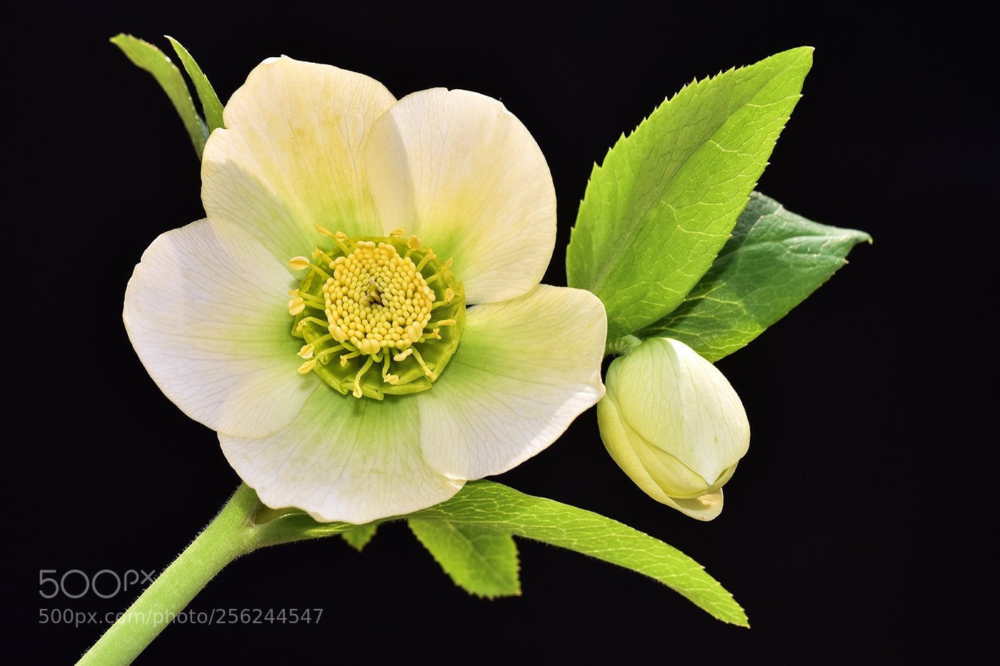 Nikon D7200 sample photo. 04.05.2018 - 4 photography