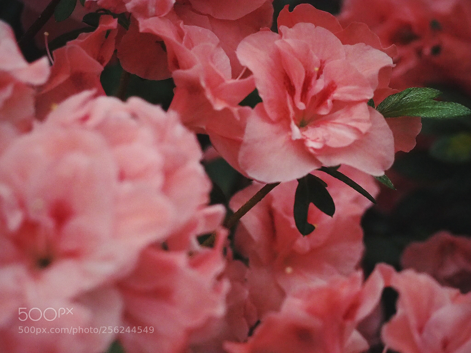 Olympus OM-D E-M10 sample photo. Floral dreams photography