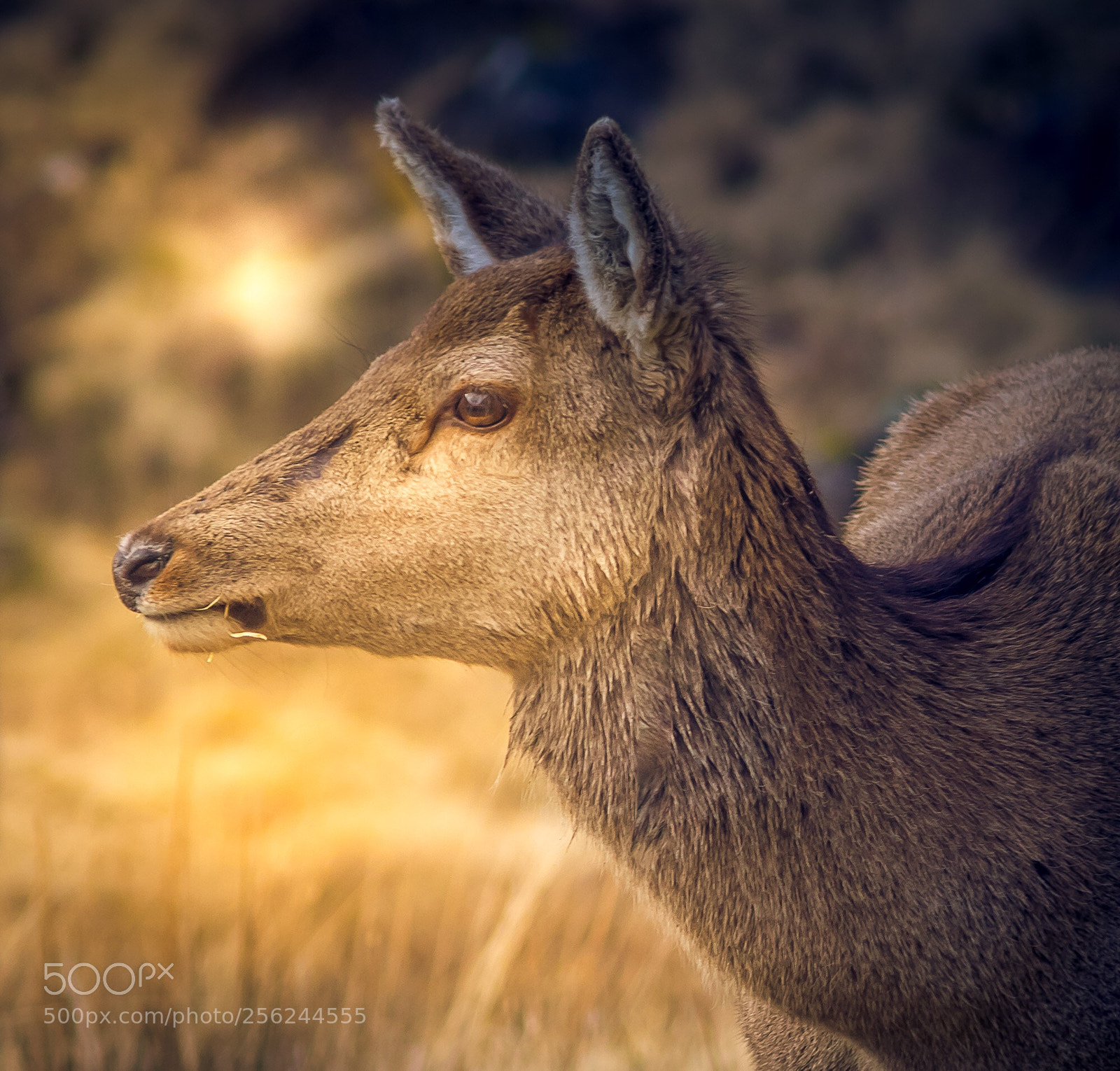 Sony a7 II sample photo. Owh deer photography