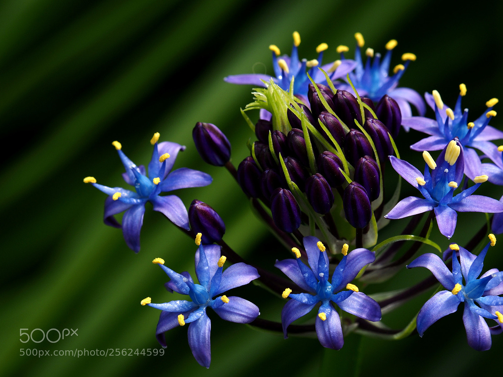 Olympus OM-D E-M1 sample photo. Scilla peruviana photography