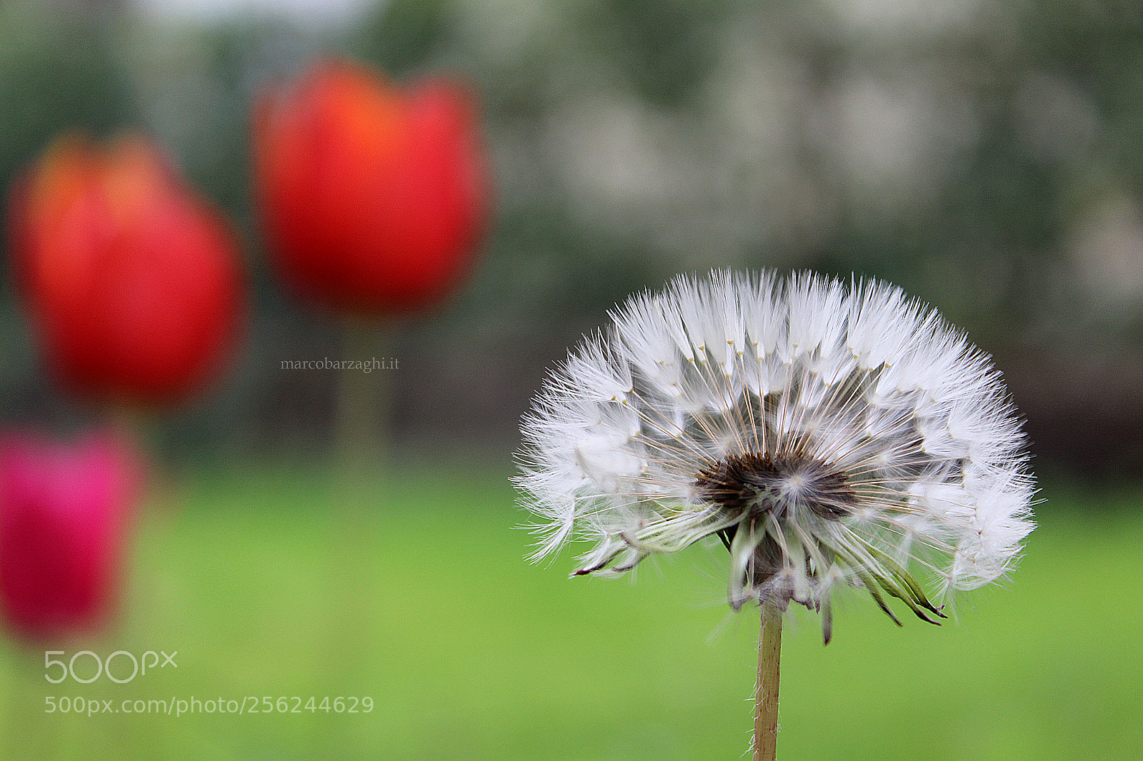 Canon EOS 600D (Rebel EOS T3i / EOS Kiss X5) sample photo. Garden - dandelion photography