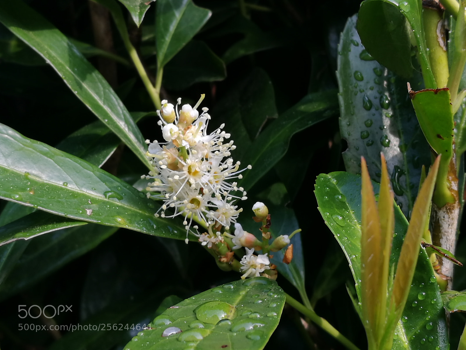 HUAWEI P9 sample photo. Untitled photography