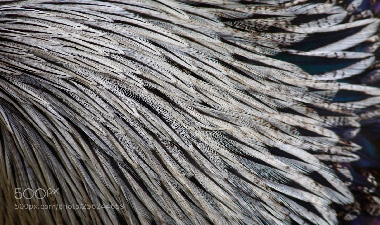 Canon EOS 70D sample photo. Feathers photography