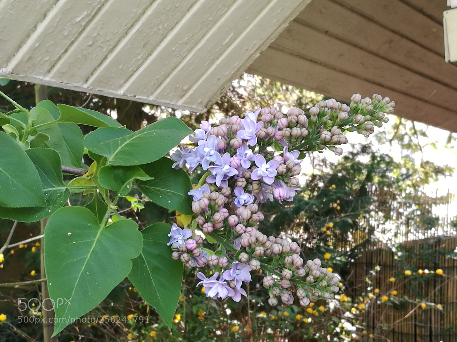 HUAWEI P9 sample photo. Untitled photography