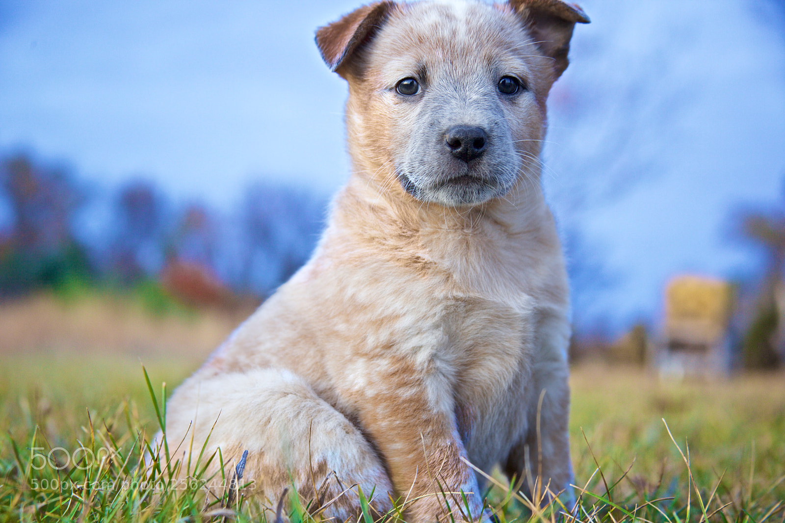 Canon EOS 5D Mark II sample photo. Blue heeler puppy photography