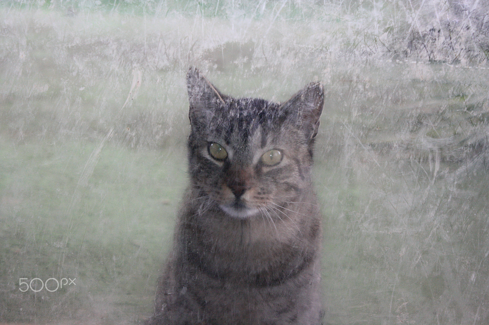 Canon EOS 1000D (EOS Digital Rebel XS / EOS Kiss F) sample photo. Dirty window photography