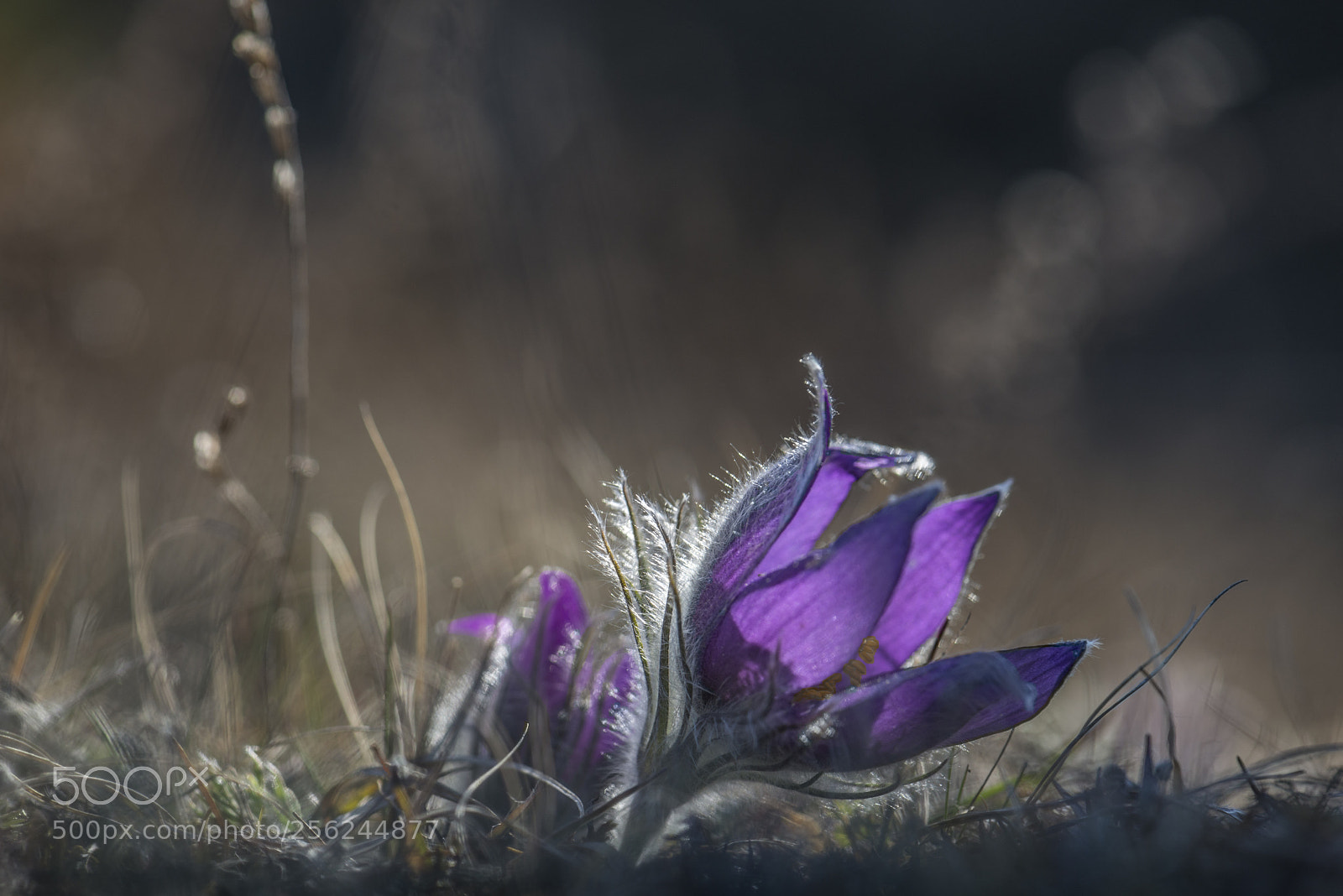 Nikon D600 sample photo. Pasqueflower photography
