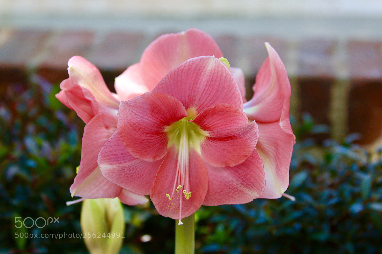 Canon EOS 70D sample photo. Untitled photography
