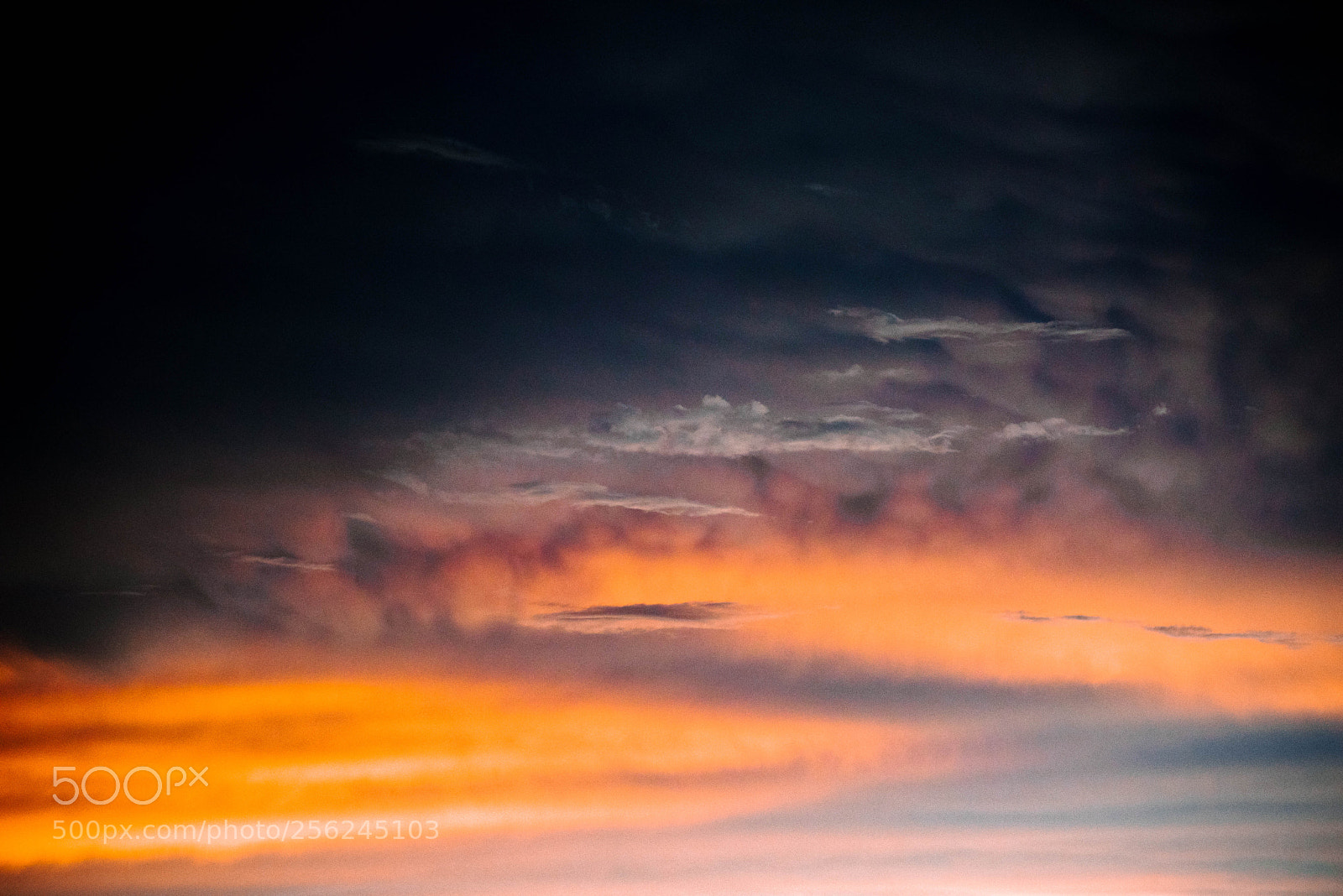 Nikon D750 sample photo. Untitled photography