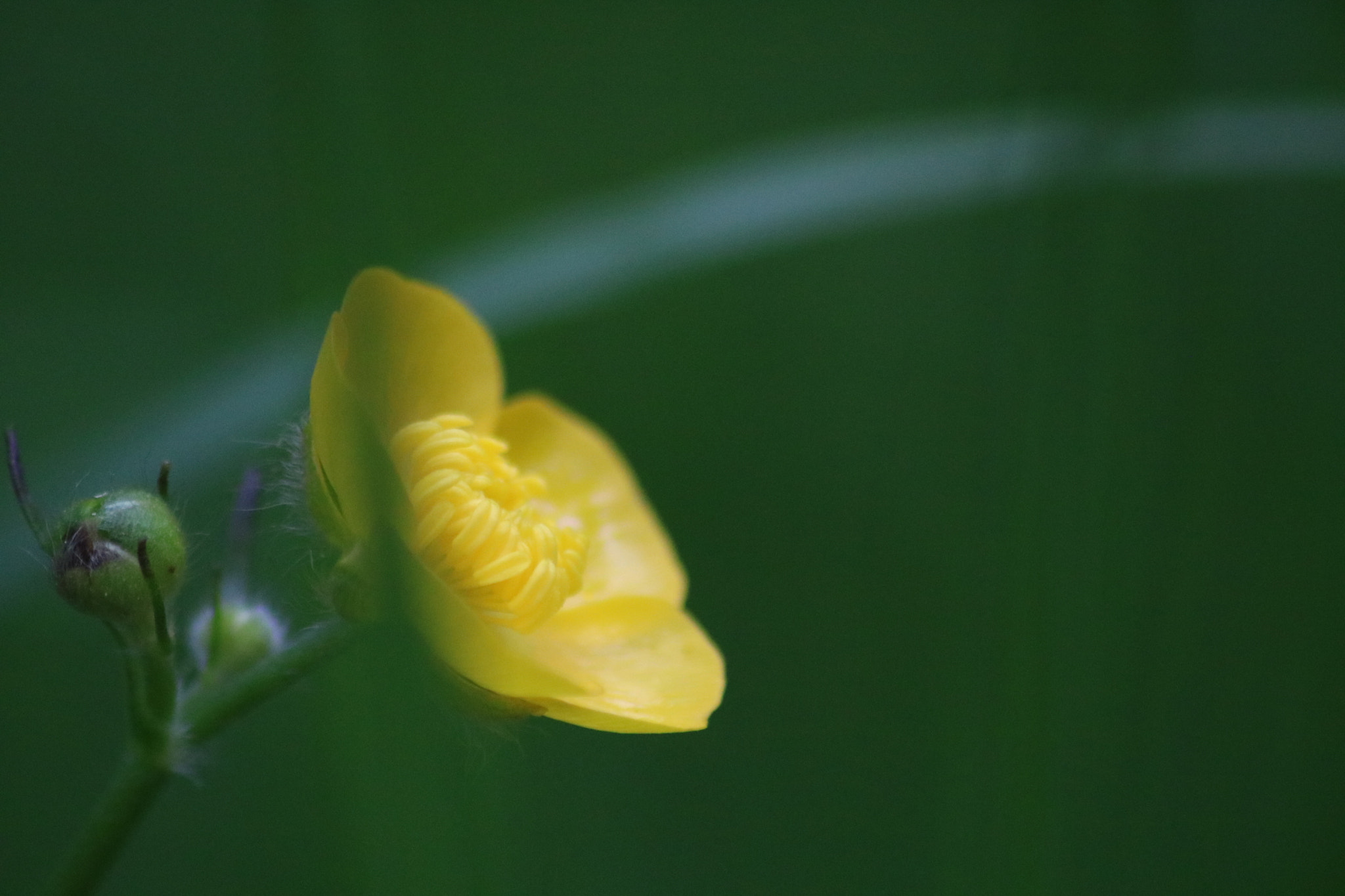 Canon EOS 750D (EOS Rebel T6i / EOS Kiss X8i) sample photo