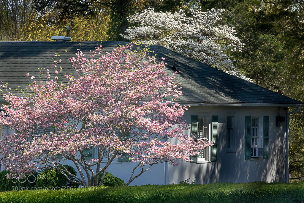 Canon EOS 5D Mark IV sample photo. Springtime at reynolda gardens photography