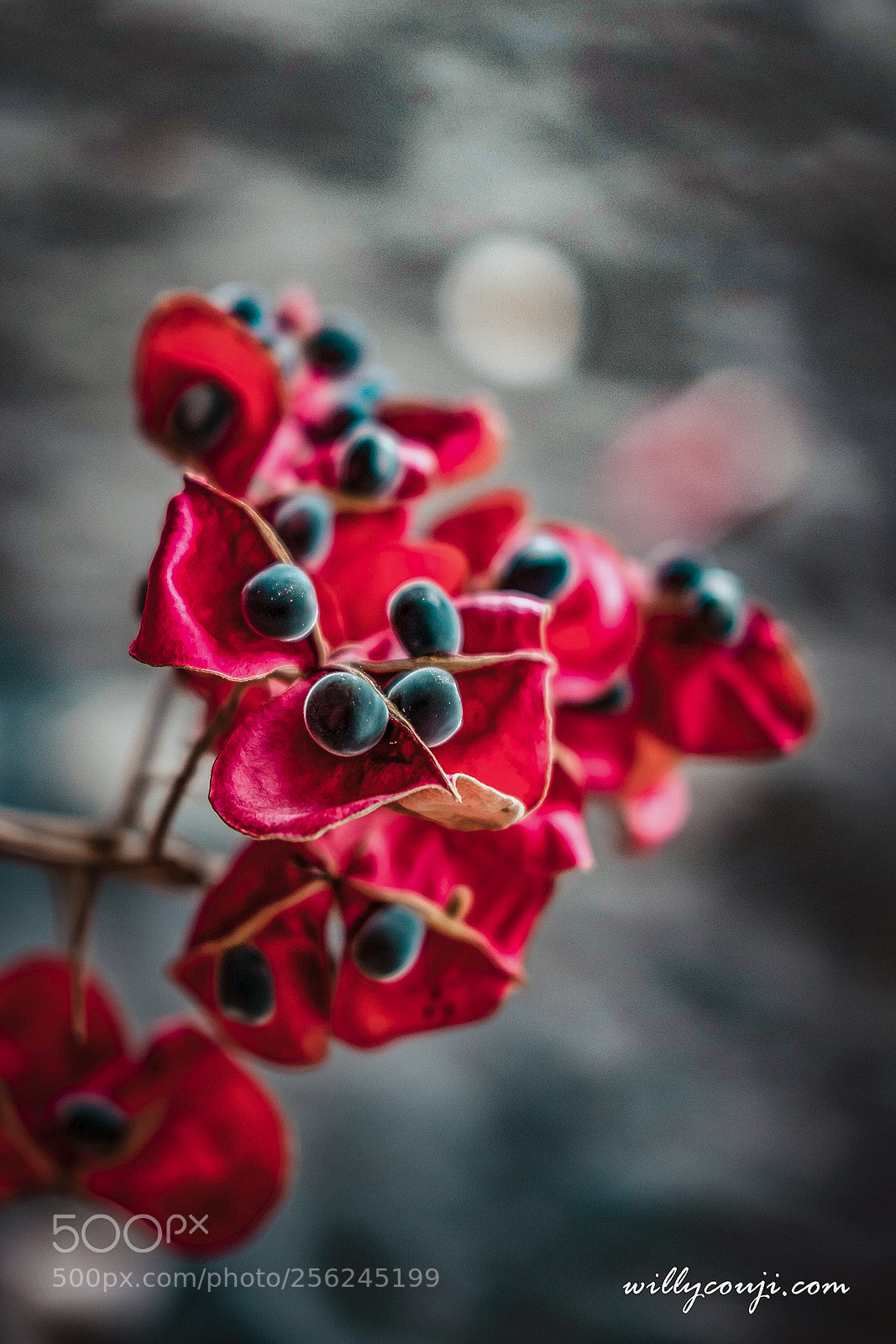 Fujifilm X-T2 sample photo. Graine de zanzibar photography