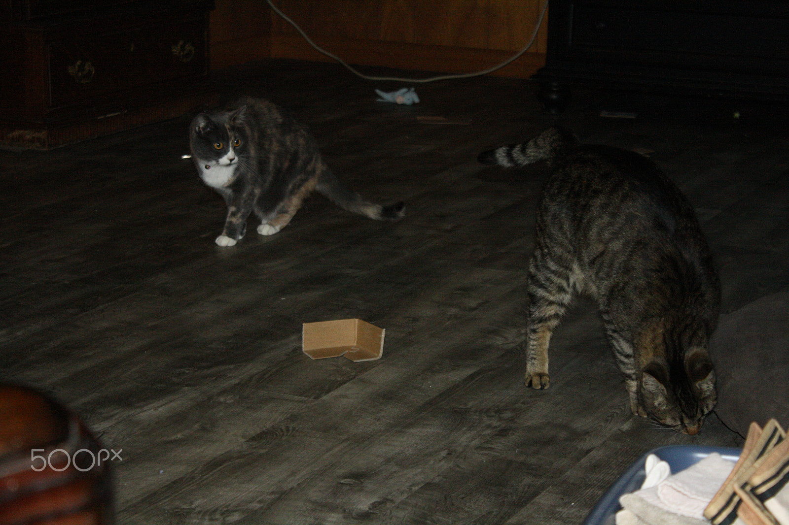 Canon EOS 1000D (EOS Digital Rebel XS / EOS Kiss F) sample photo. Scared cat photography