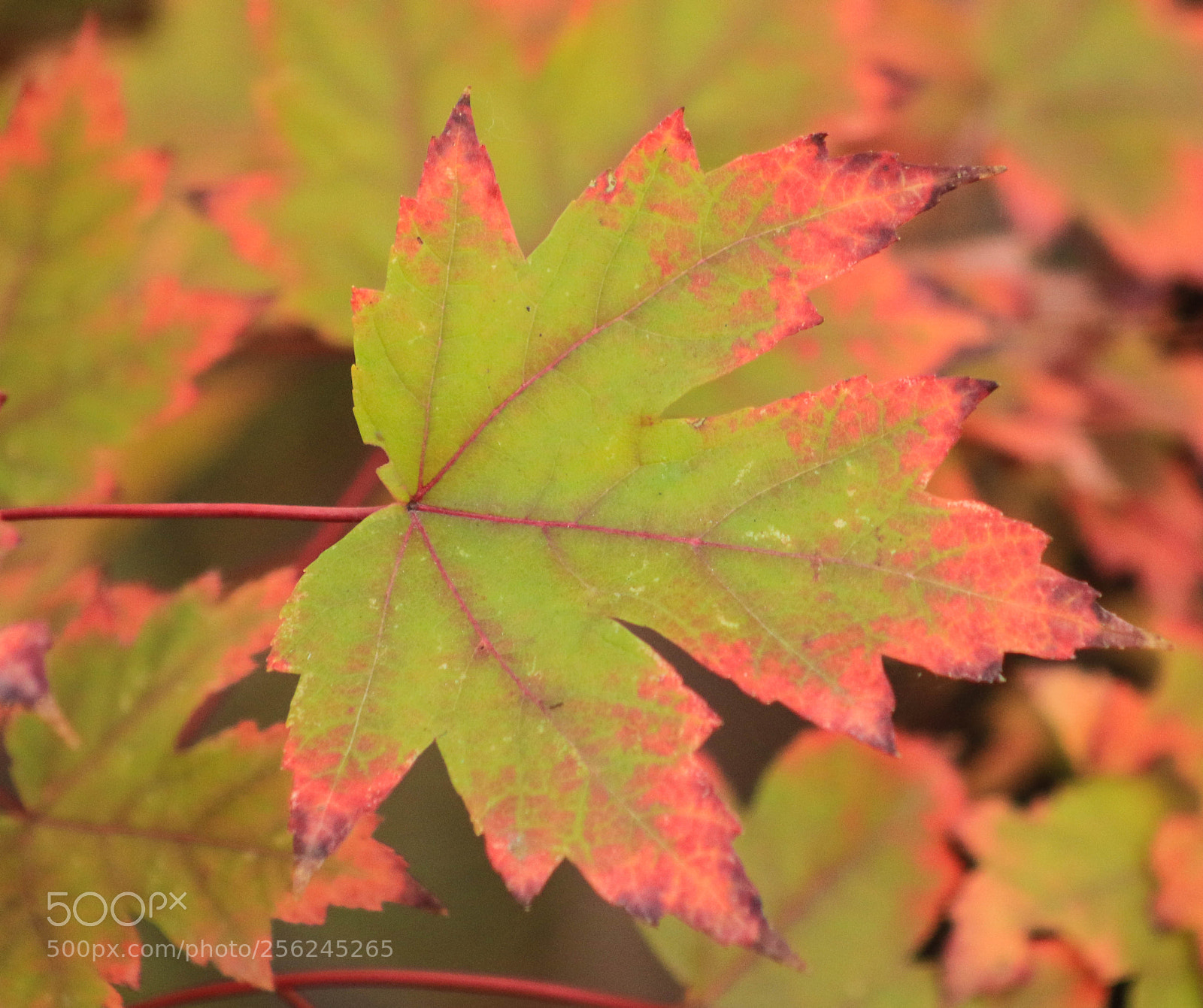 Canon EOS 7D Mark II sample photo. Autumn decay photography