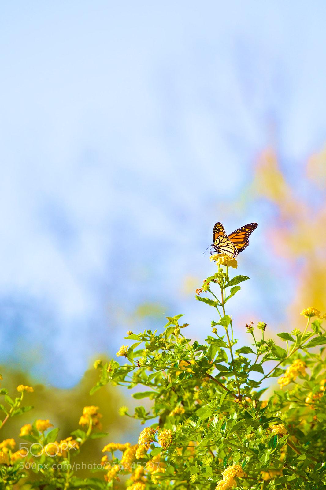 Canon EOS 5D Mark II sample photo. Monarch butterfly photography