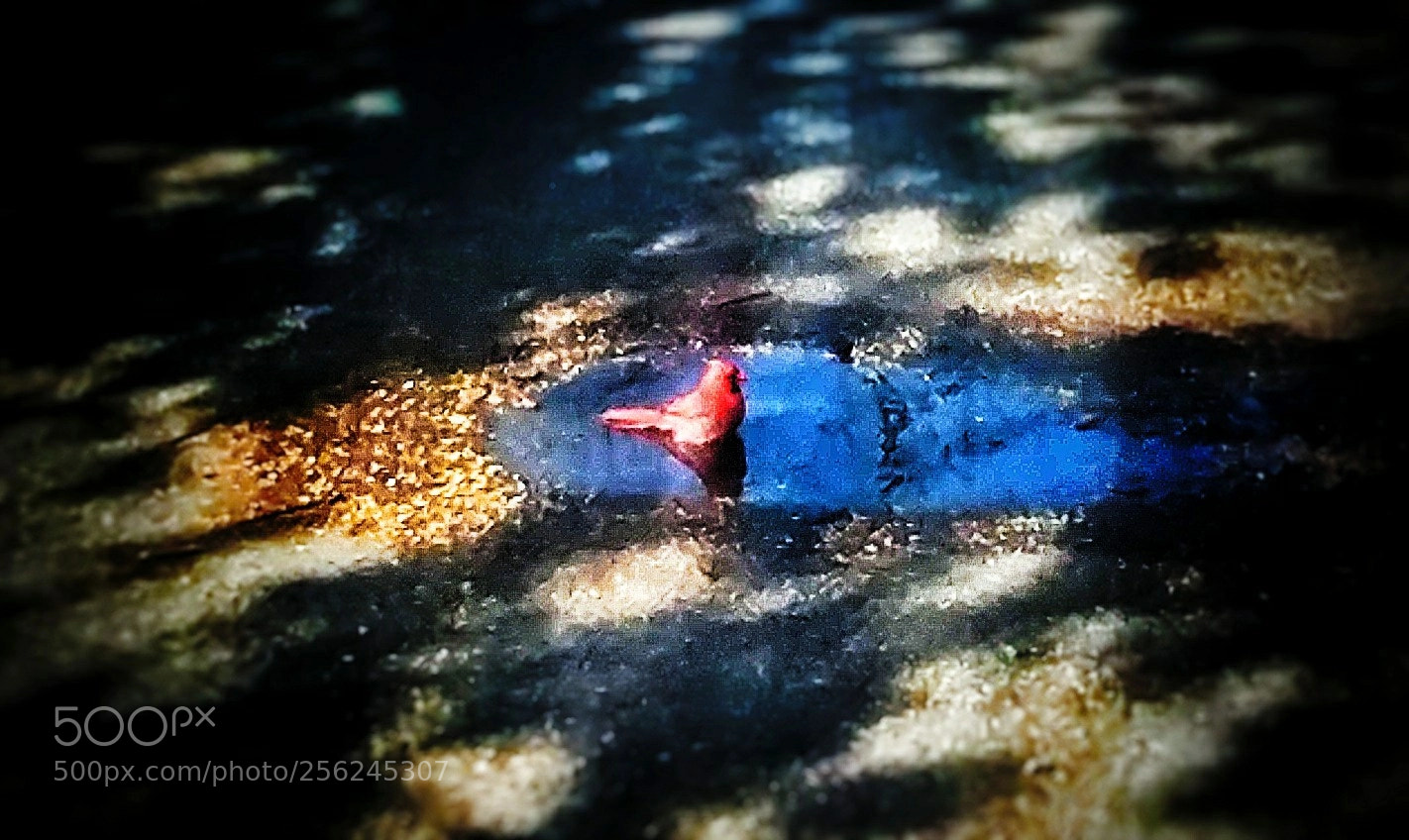LG G5 sample photo. Puddle bird bath on photography