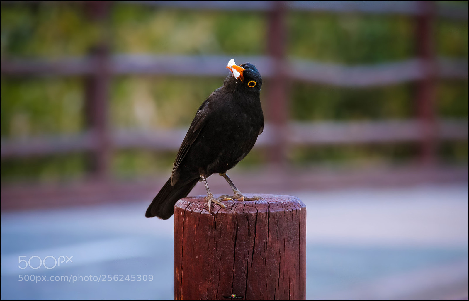 Canon EOS 40D sample photo. Mirlo photography