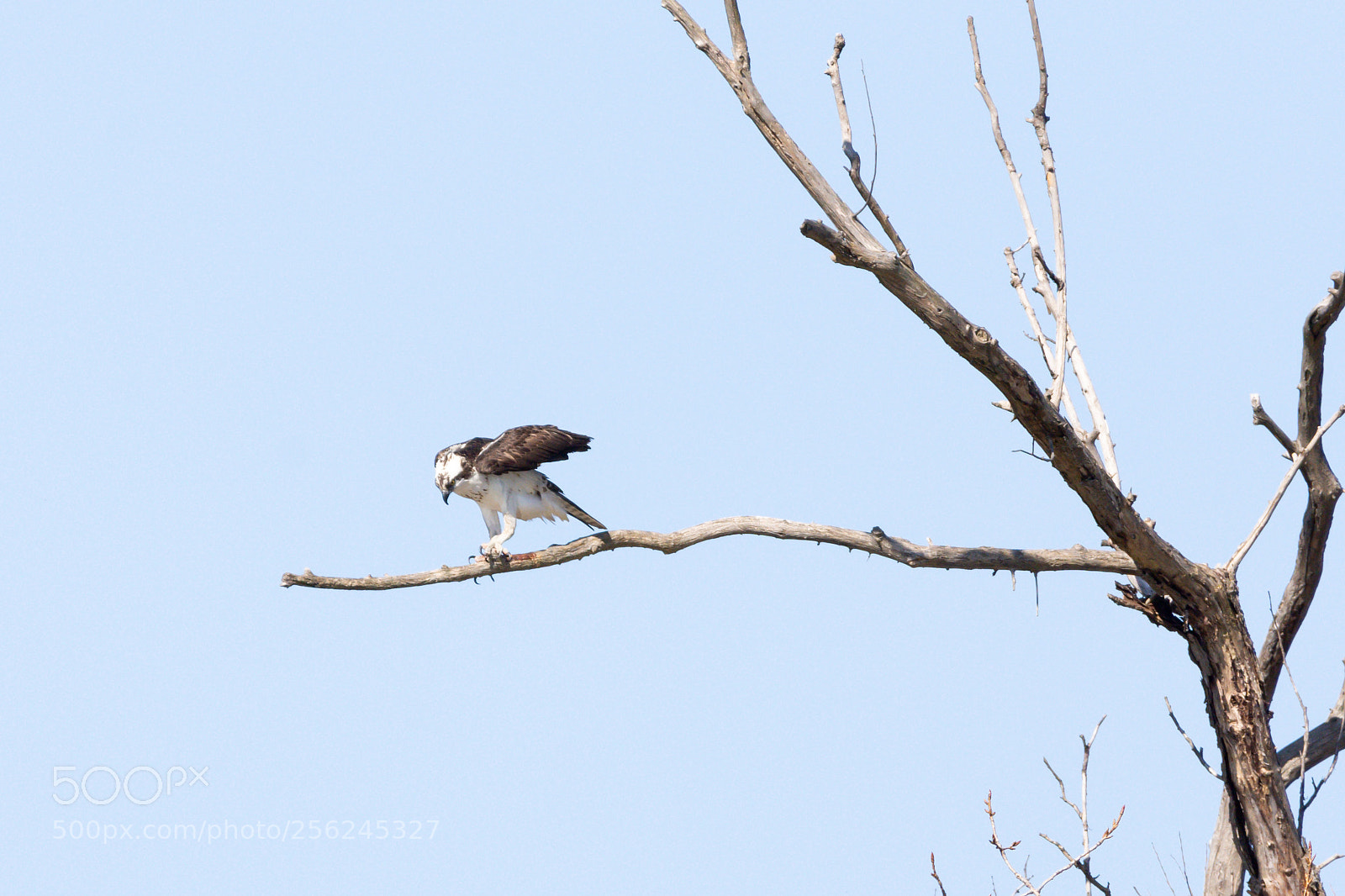 Nikon D7200 sample photo. Osprey photography