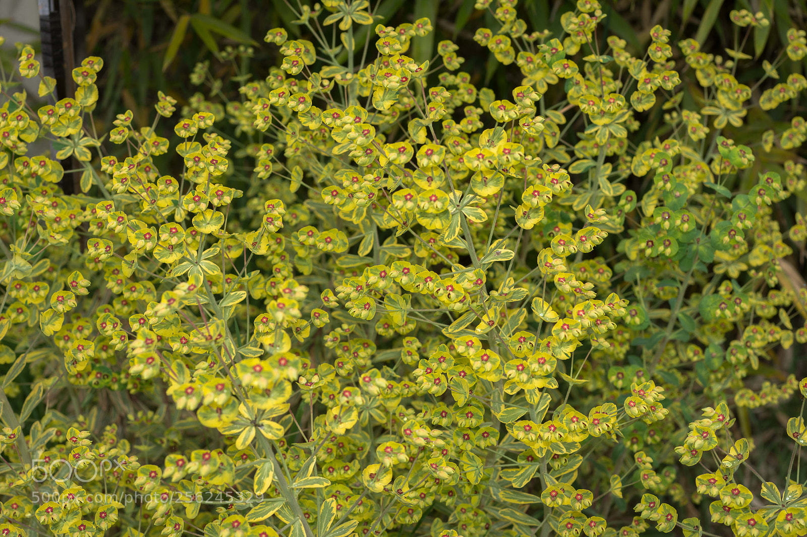 Nikon D7100 sample photo. Euphorbia photography