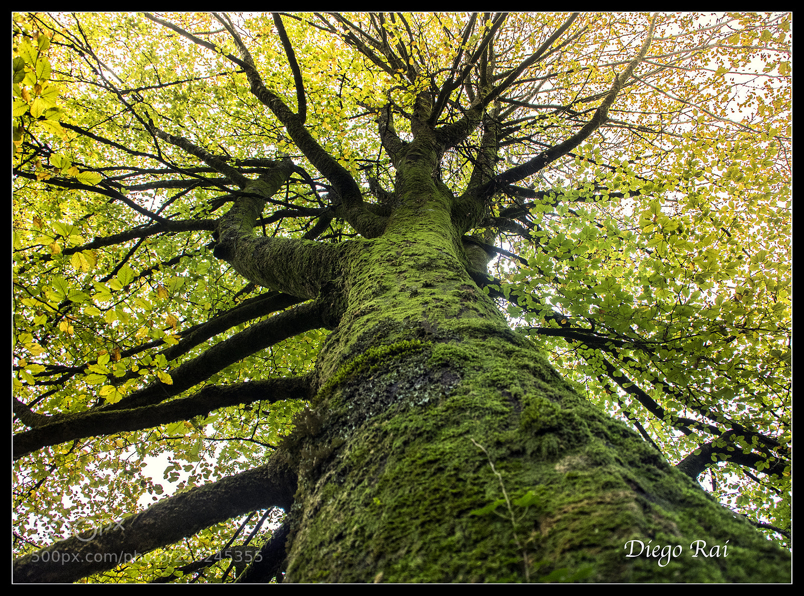 Pentax K-3 sample photo. Redes. photography