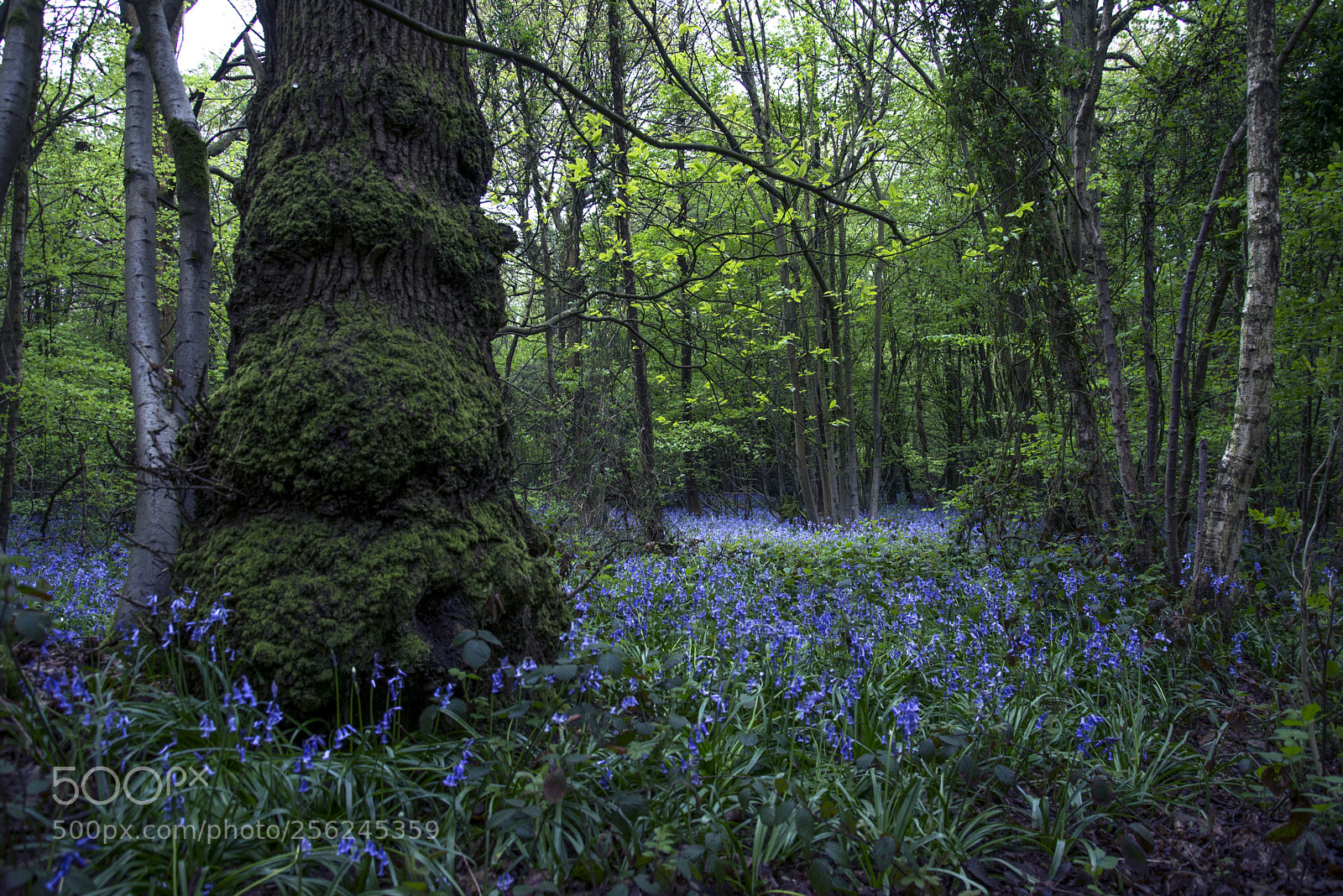 Nikon D600 sample photo. Blue spring photography