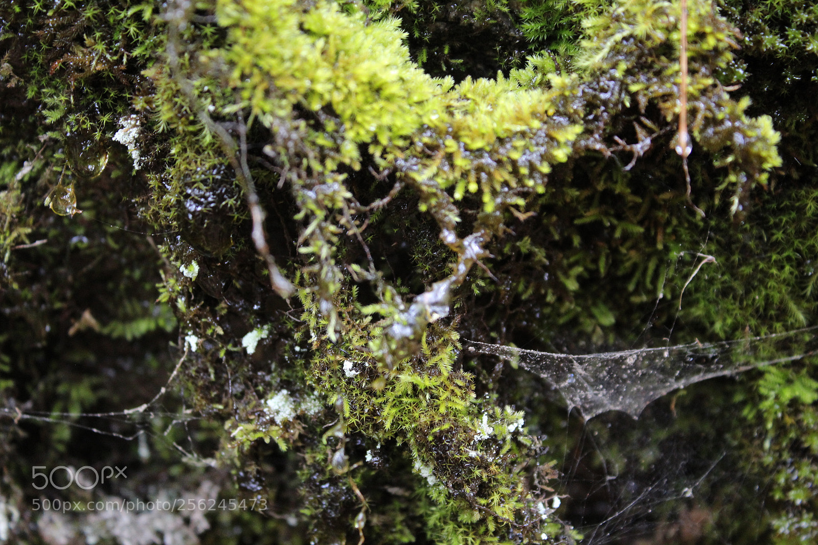 Canon EOS 1300D (EOS Rebel T6 / EOS Kiss X80) sample photo. Water moss photography
