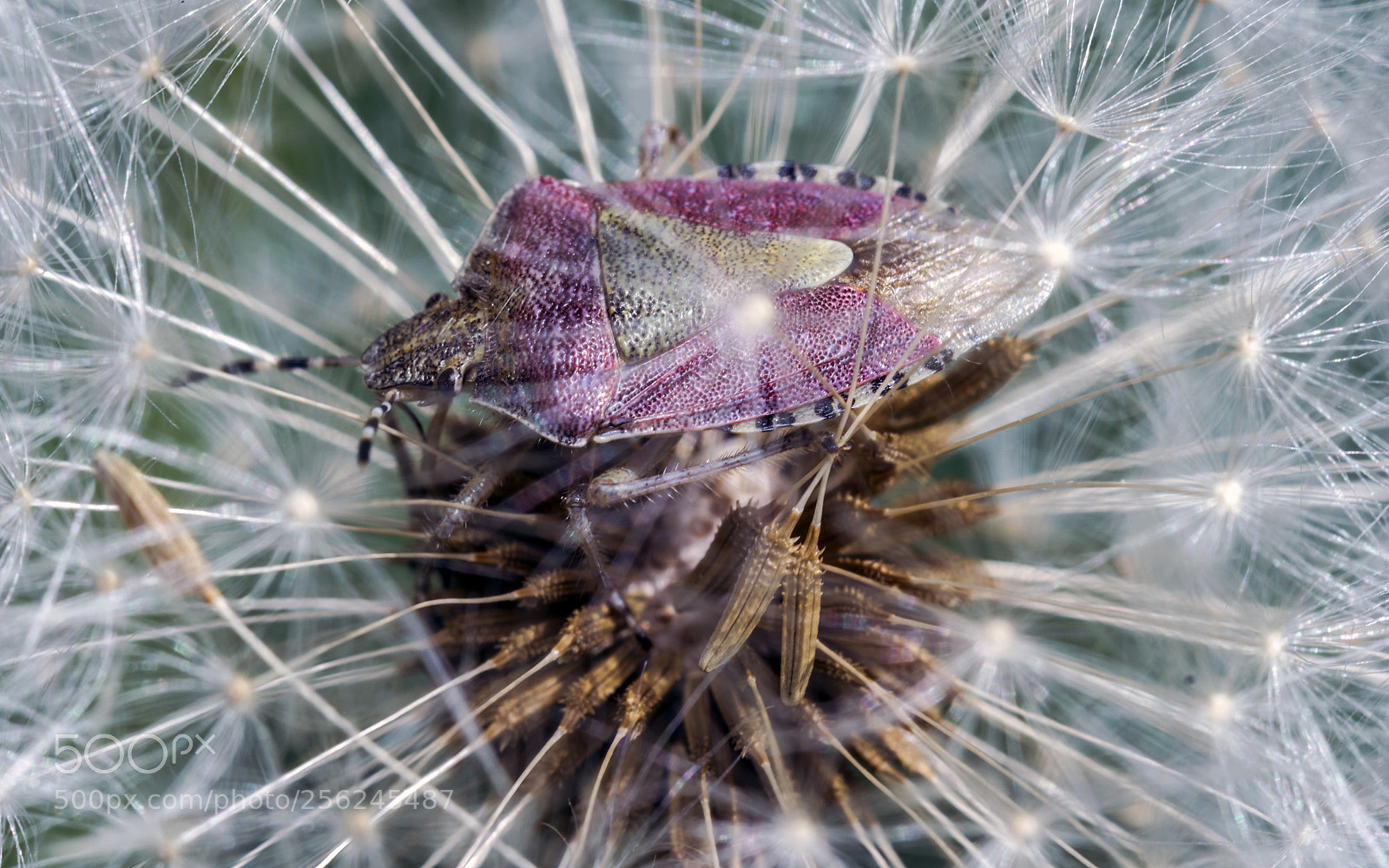 Sony a6000 sample photo. Bug 2 photography