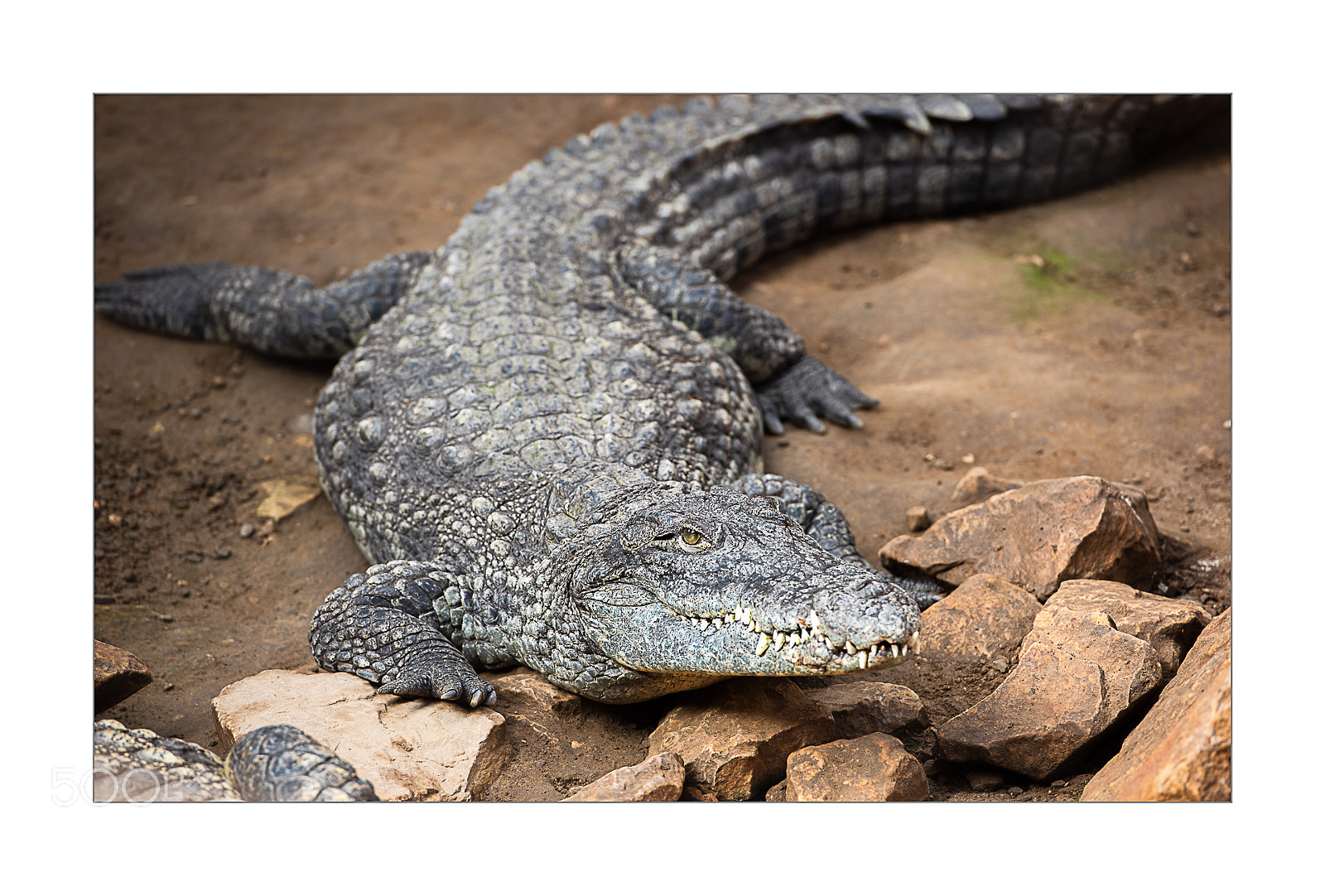 Nikon D810 sample photo. Crocodile photography