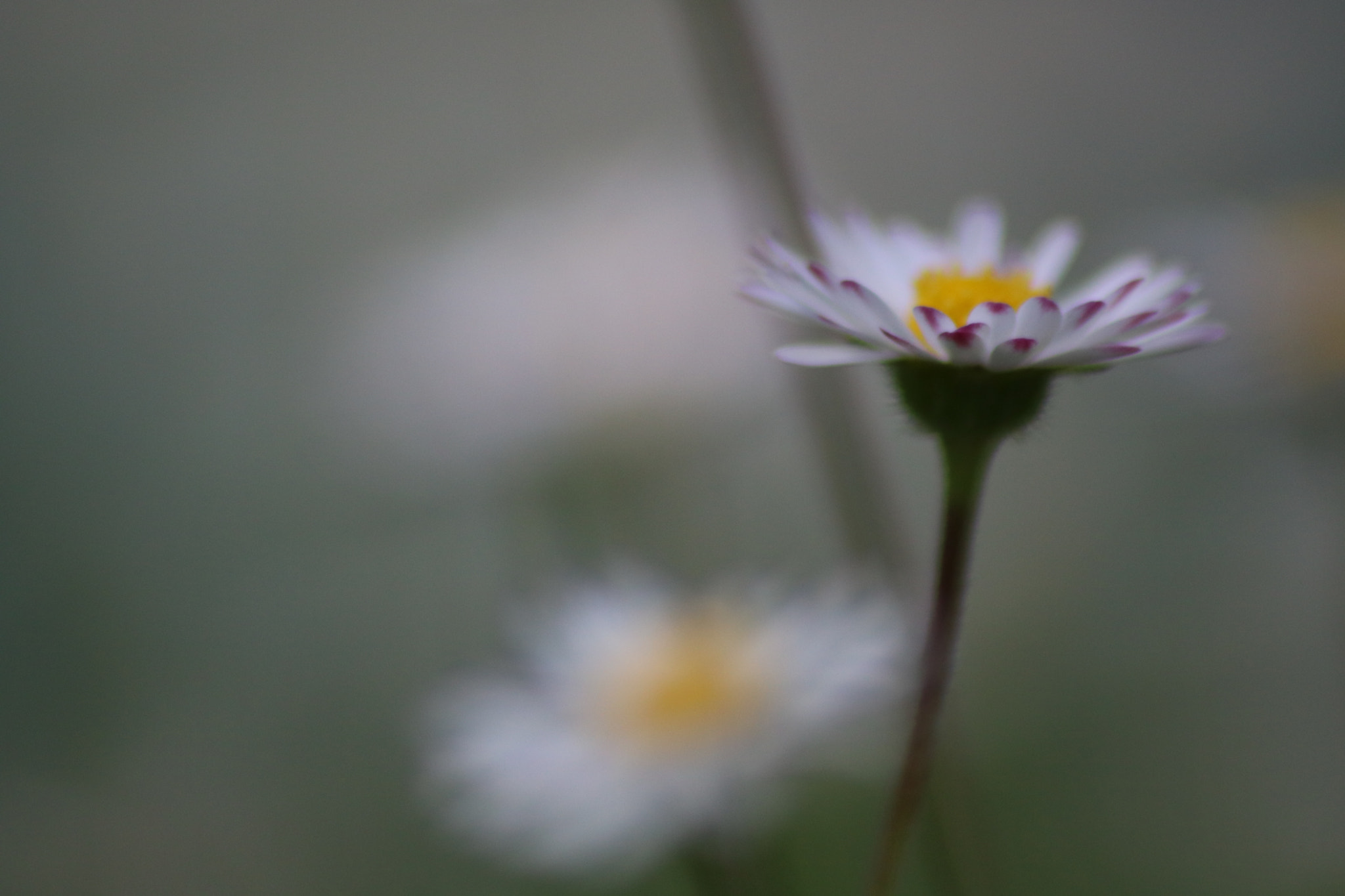 Canon EOS 750D (EOS Rebel T6i / EOS Kiss X8i) sample photo