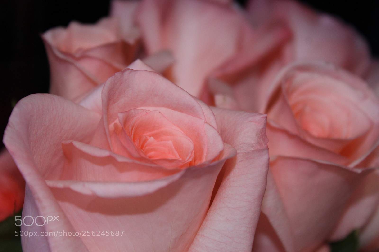 Canon EOS 1200D (EOS Rebel T5 / EOS Kiss X70 / EOS Hi) sample photo. Pink rose photography