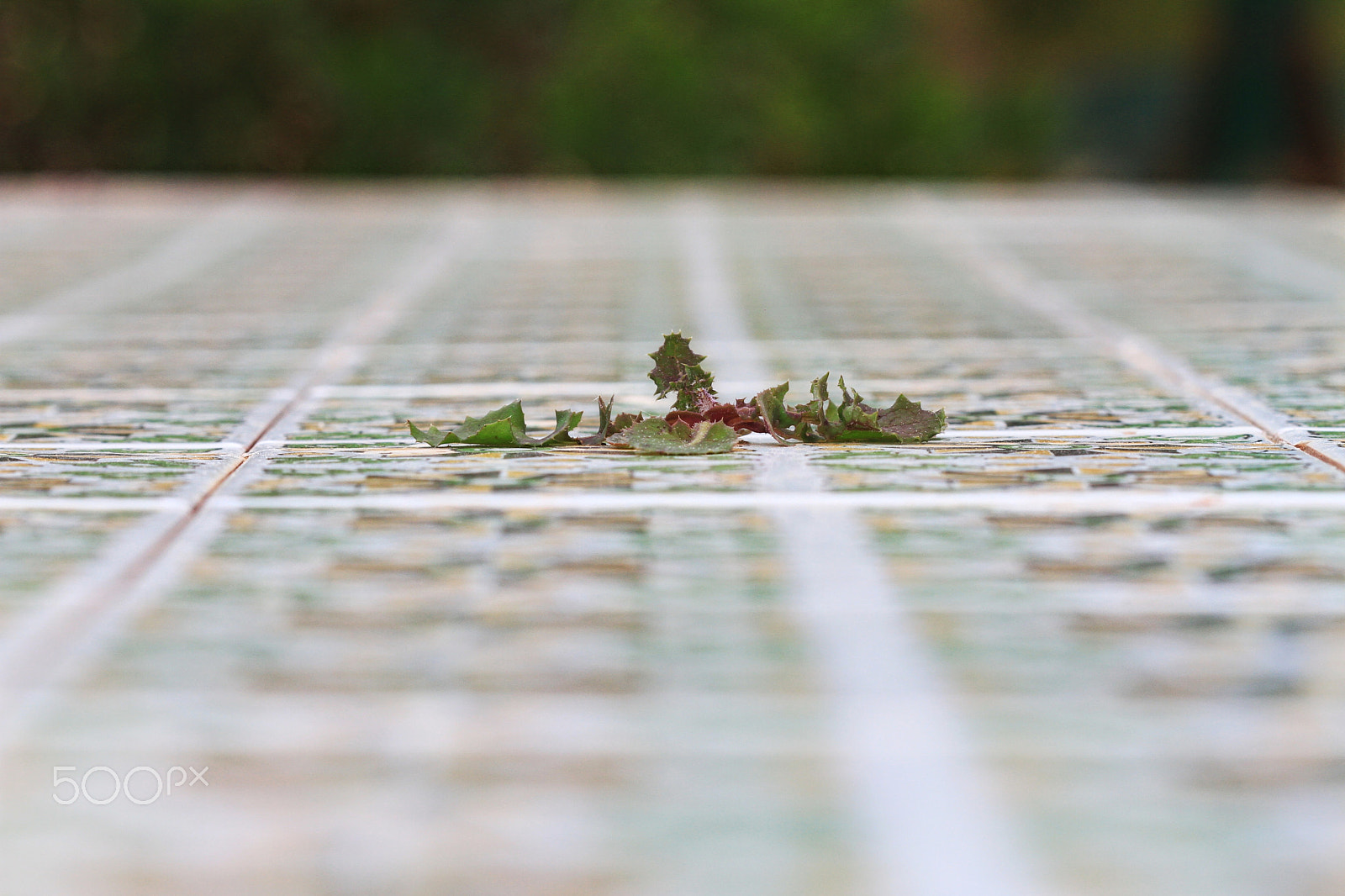Canon EF 100mm F2.8 Macro USM sample photo. Survival of the fittest - plants conquer tiles photography