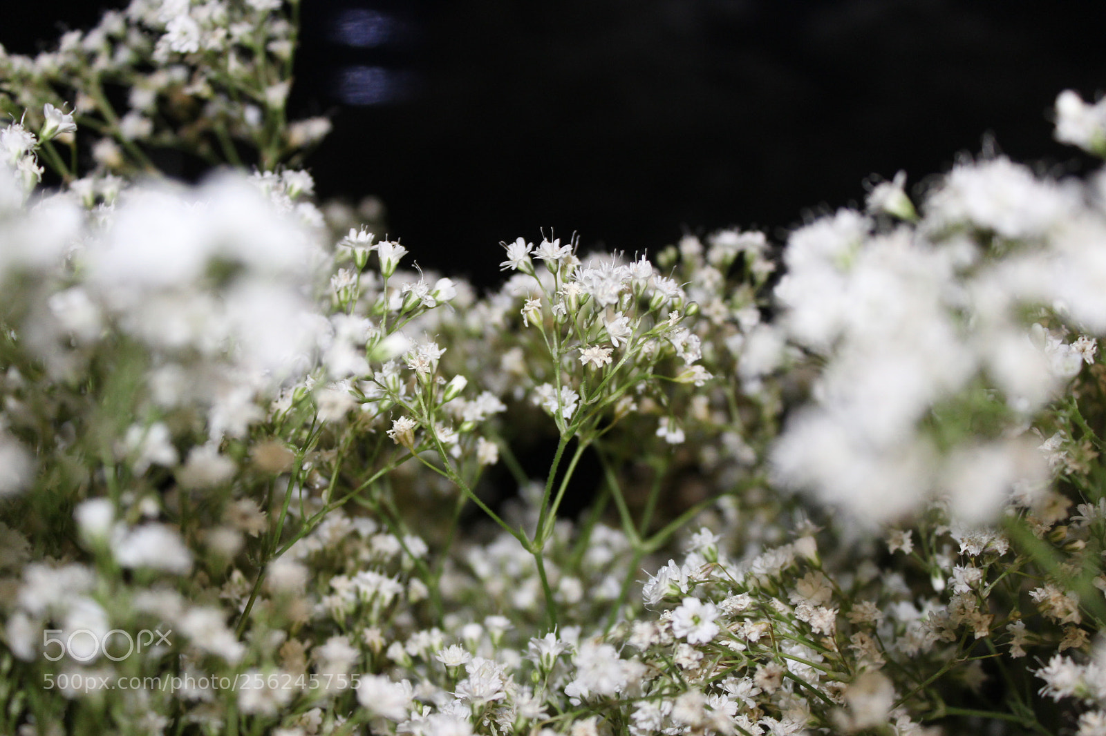 Canon EOS 1200D (EOS Rebel T5 / EOS Kiss X70 / EOS Hi) sample photo. White flowers photography