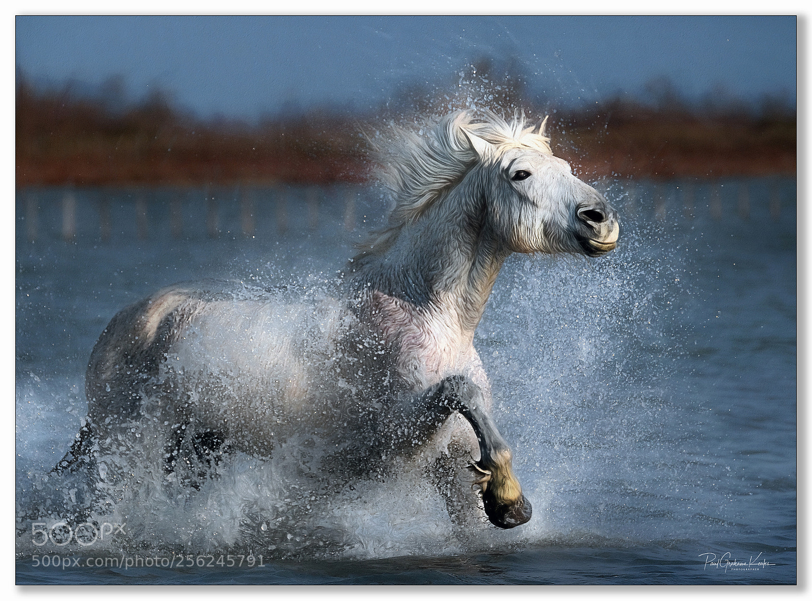 Fujifilm X-H1 sample photo. Poetry in  motion .... photography