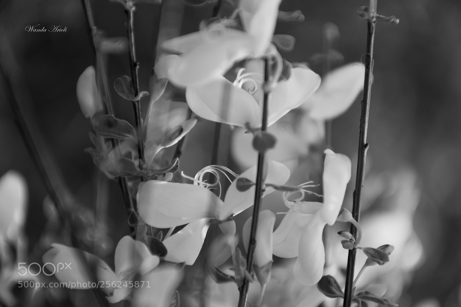 Nikon D5300 sample photo. Untitled photography
