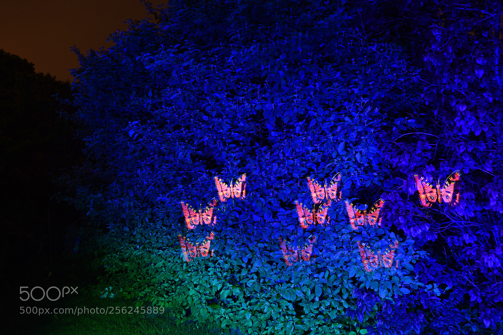 Nikon D7200 sample photo.  butterflys in the garden  photography