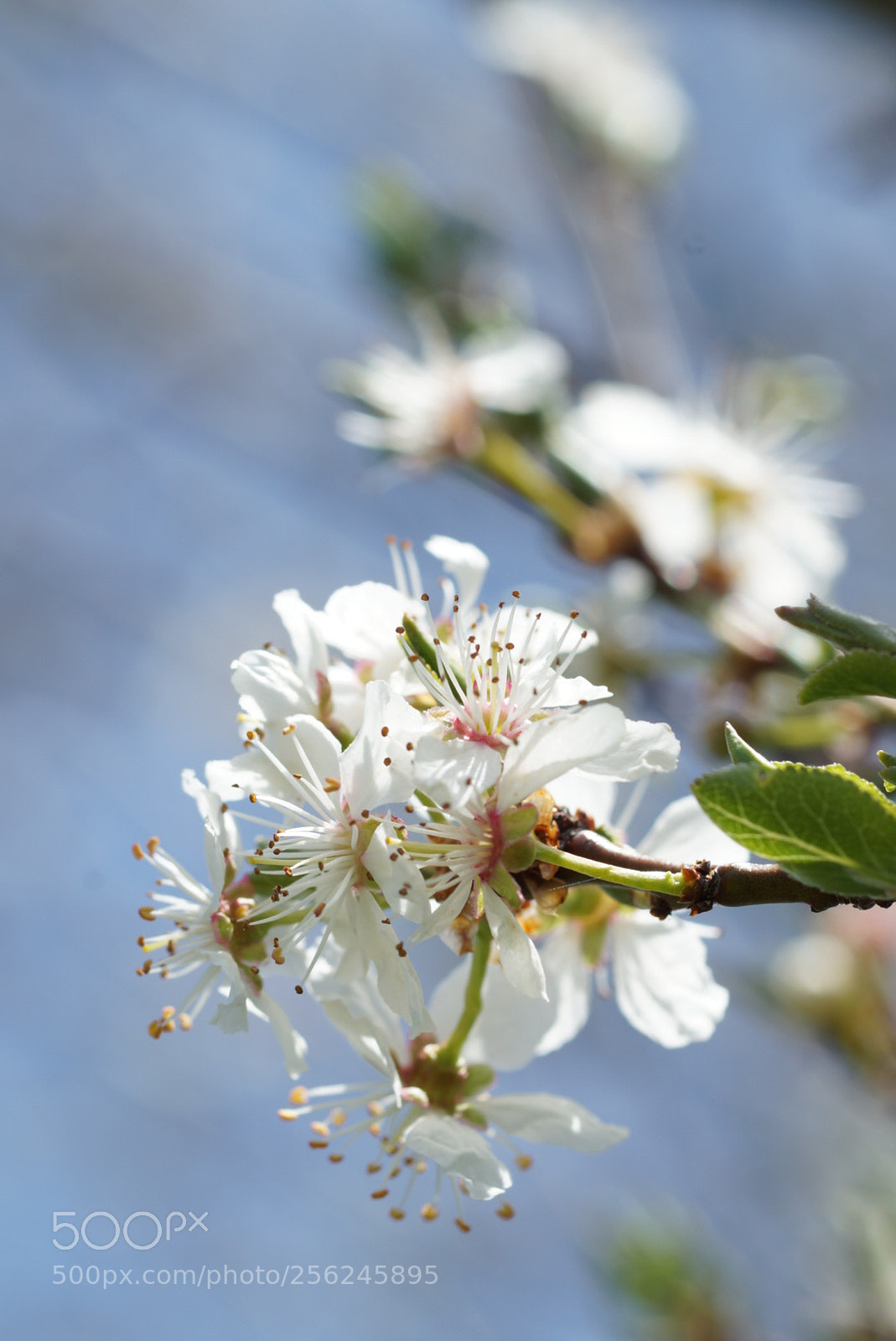 Sony SLT-A58 sample photo. Proximamente, cerezas. photography