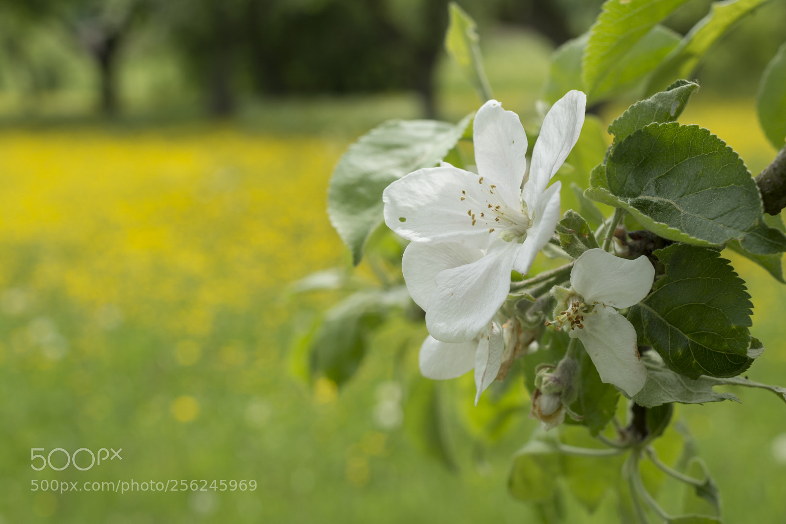 Nikon D7100 sample photo. Orchard in full bloom photography