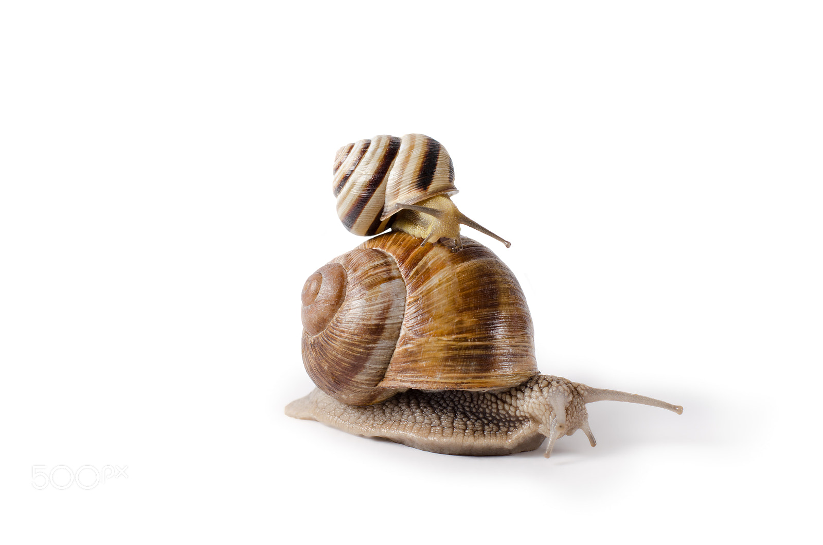 Nikon D7000 sample photo. Burgundy snail, and small photography