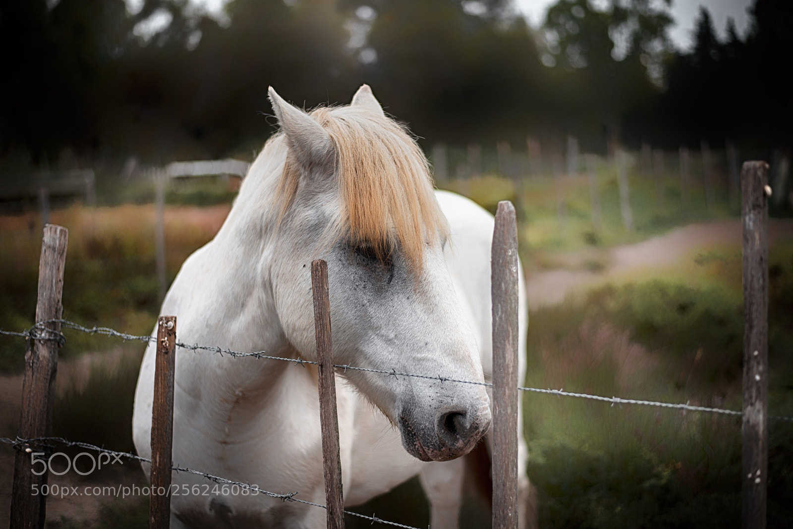 Nikon D610 sample photo. Untitled photography