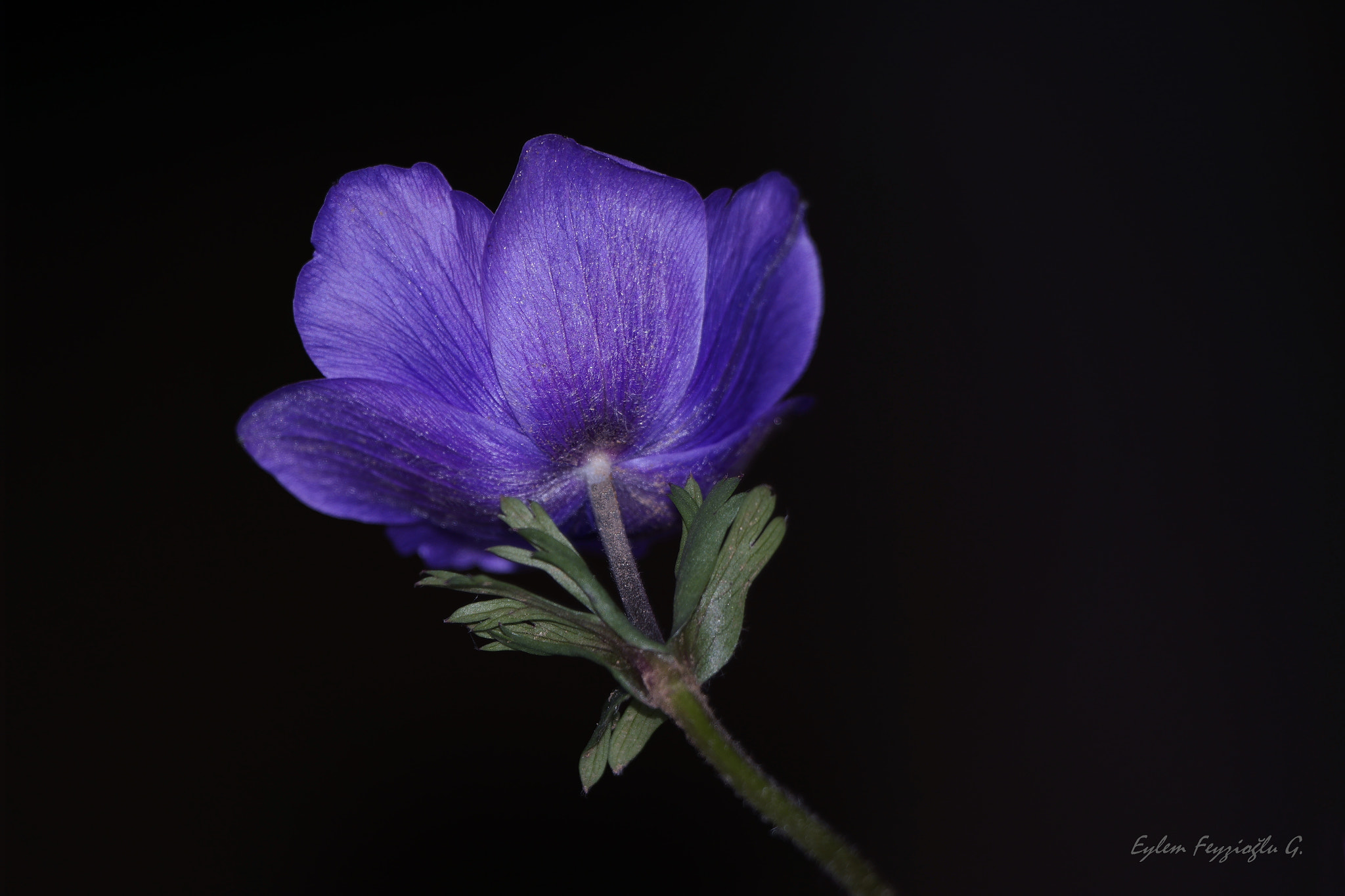 Samsung NX2000 sample photo. Anemone photography